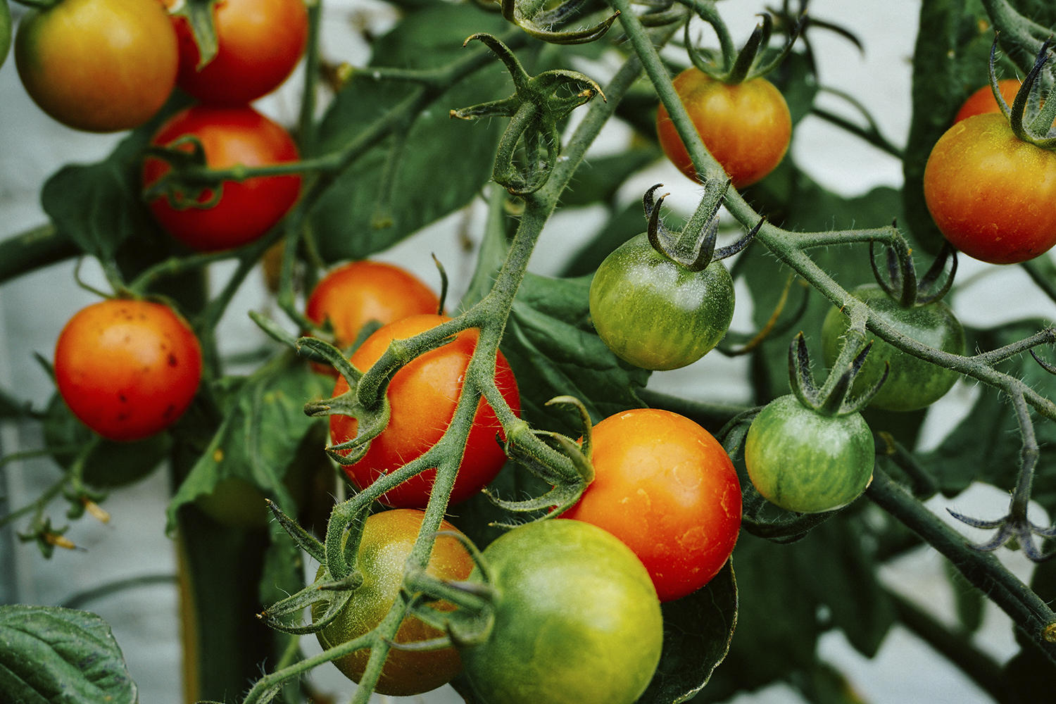 Eat organic food