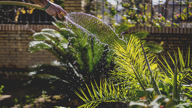 Water Efficient Gardening