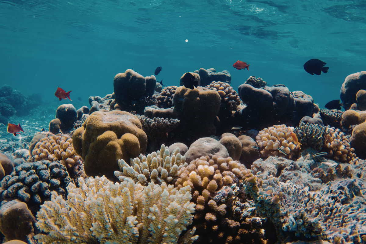 Explore Marine Life Without Diving: The Future of Surface-Based Ocean Observation